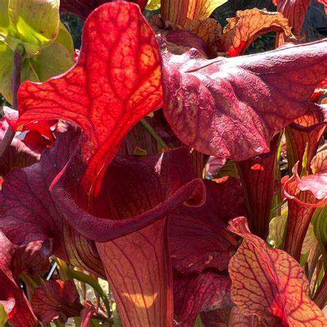 Sarracenia california.  &bull; Inventory changes monthly and seasonally.  Boasts 3...