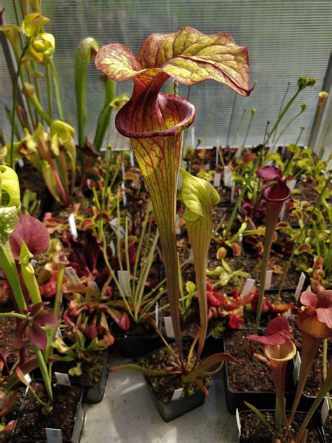 Carnivorous Genera. Pitcher Plants. Mealybugs. I have a problem with mealybugs infesting some of my Sarracenia, especially congregating on the rhizomes where they are very difficult to get at, due to the leaf bases. Does anyone have any suggestions as to the best way to remove them?. 