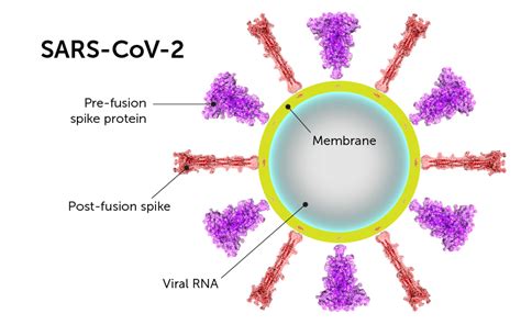 SARS-COV-2 IGG DBS QL IA SARS-CoV-2 Ab Combo Interp SARS-CoV-2 Spike (S) Abs Interp. SARS-COV-2-S ABS INTERPRETATION 95409-9 SARS-COV-2 N GENE NOSE QL NAA+PROBE 82163-7 Human coronavirus 229E RNA 82161-1 Human coronavirus HKU1 RNA 82164-5 Human coronavirus OC43 RNA COVID-19 Interp INTERPRETATION Other Sourc SARS-CoV-2 Passport No. SARS-CoV-2 ....
