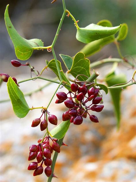 Sarsaparilla is mostly used in combination with winter gree