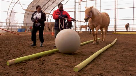 Sask. ranch to host study seeing if horses can help first …