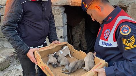 Sason’da güvenlik korucuları donmak üzere olan yavru köpekleri kurtardı