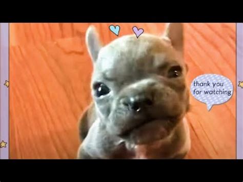 Sassy Cleft Palate Puppy Boo French Bulldog Compilation #10