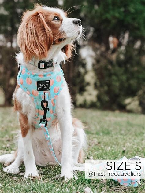 Sassywoof - If you are looking for a stylish and comfortable way to walk your dog, check out our dog leashes - hands free rope collection. These leashes are made of durable and soft rope that can be worn around your waist or shoulder, leaving your hands free for other tasks. You can choose from various colors and patterns to match your dog's …