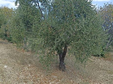 Satılık Zeytinlik ilanları ve fiyatları hepsiemlak'ta! Sahibinden veya emlakçıdan; her kullanıma uygun zeytinlik ve zeytin bahçeleri, verimli kelepir zeytinlikler için tıklayın! vadi edincik mevkii civarinda satilik zeytinlik İnan Ödecik İlan No: 133650-3 0552 759 64 44 Telefonu Göster Mesaj.