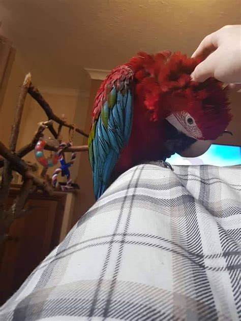 Satılık macaw papağanı