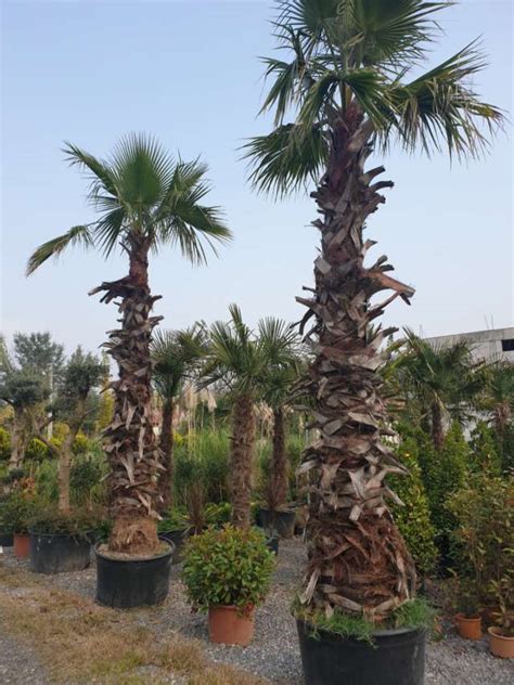Satılık palmiye ağacı