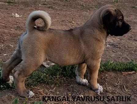 satilik kangal kangal satilik araba