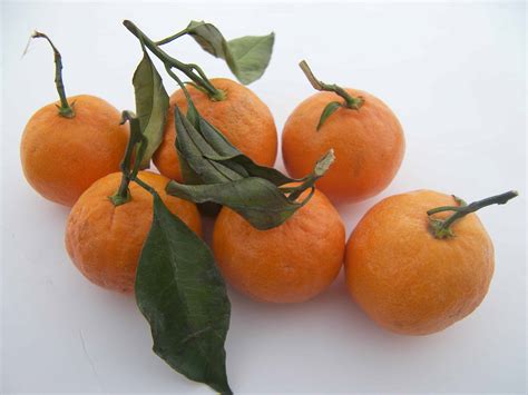 Satsuma - The fruit is generally large and stores well on the tree after maturity. It has fewer seeds than other varieties of Satsuma. Easy peeling and excellent eating quality with superb flavour. Kimbrough is reported to be hardy down to -11'C (12'F) and is known to have survived single digit temperatures for a few hours. 