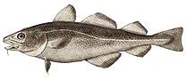 Saury - Wikipedia