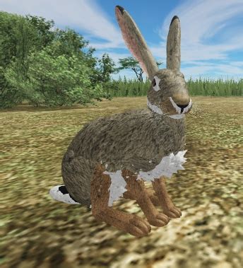 Savanna Hare ROBLOX Wild Savannah wiki Fandom