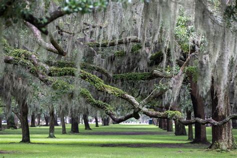 Savannah Tree Foundation Savannah GA