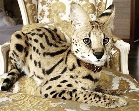 Savannah cat for sale craigslist. Things To Know About Savannah cat for sale craigslist. 