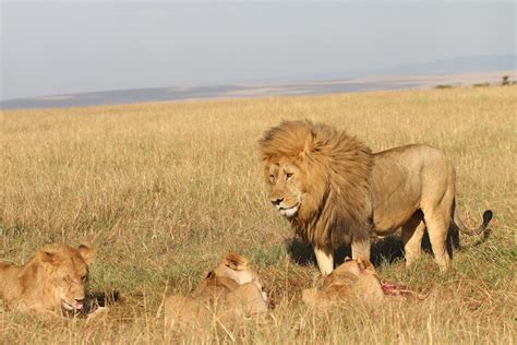 Savannah.Lion Leaks XxX 💦 53 Pics