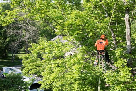 Savatree tree service & lawn care. SavATree Tree Trimming and Tree Removal for Houston Homes Get Quality Tree Service and Lawn Care for Your Home in the Houston area. Our Houston tree and lawn care specialists have the expertise needed to provide you with long term tree care solutions for both existing and potential problems while also maintaining a lush lawn.. SavATree’s … 