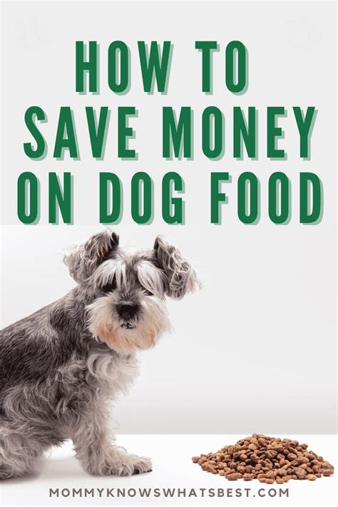 Save Money on Pet Food and Care: 15 Easy Tips