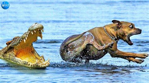 Save dog from crocodile group attack 😱 - YouTube