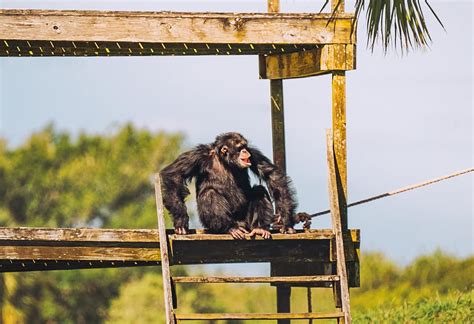 Save the Chimps Sanctuary Release & Restitution for Chimpanzees