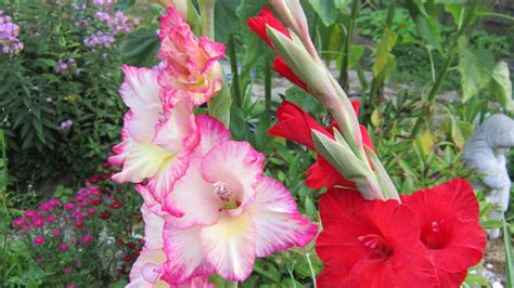 Saving Gladiolus Almanac.com