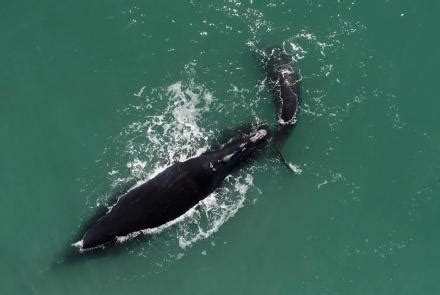 Saving the Right Whale Preview WETA