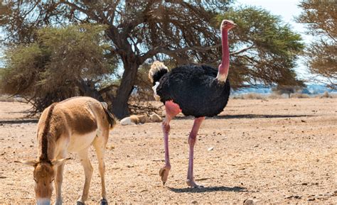 Saving the last of the largest birds on Earth – The Hill