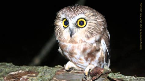 Saw whet owl call. Eastern Screech-Owl. Northern Saw-whet Owl. Snowy Owl. Northern Hawk Owl. By learning to recognize their call, you can identify these owls even if it’s hard to see them in the dark of night. This is extremely helpful if you want to identify Illinois owls. 