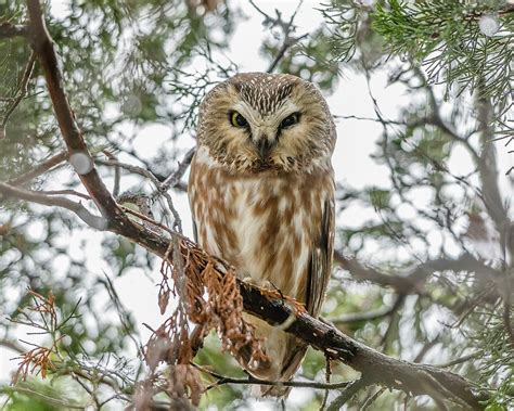 Saw-whet Owl Photos - Fine Art America