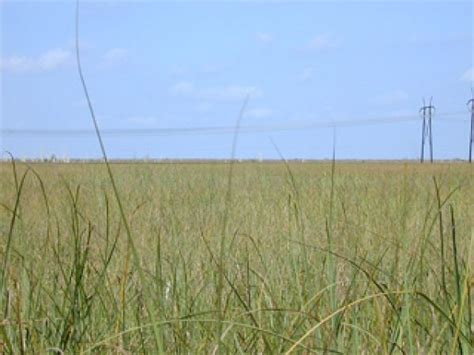 Sawgrass Marshes – South Florida Aquatic Environments