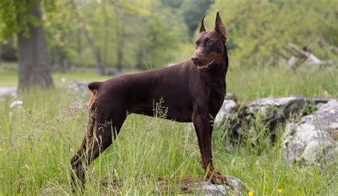 Saxbell dobermans. Jan 17, 2018 · dobebug. 18028 posts · Joined 2005. #17 · Jan 18, 2018. Over the many years I've been involved with purebred dogs (primarily Dobermans) I've made several attempts to offer help to very new and not very well informed "breeders". The results have really never been all that good. 