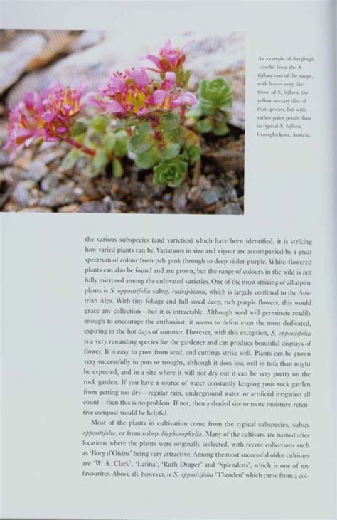 Saxifrages the definitive guide to 2000 species hybrids cultivars. - Tipos y tópicos de nazario tulum.