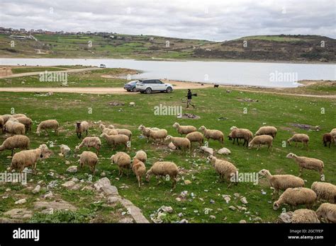 Sazlibosna Halı ve Koltuk Yıkama