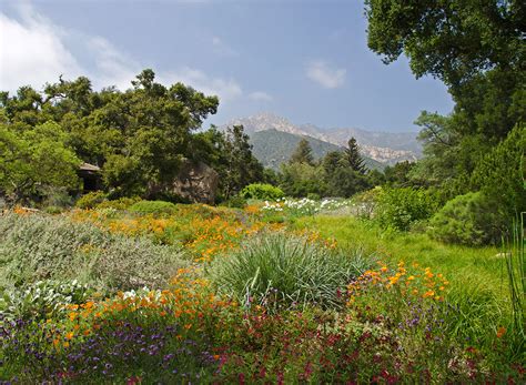 Sb botanic garden. The Santa Barbara Botanic Garden is a 78-acre botanical garden (32 ha), [1] containing over 1,000 species of rare and indigenous plants. [2] . It is located in Mission Canyon, Santa … 