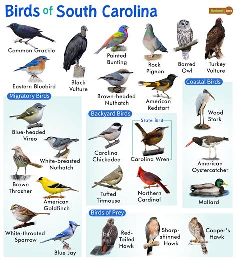 Sc Birds Identification Chart