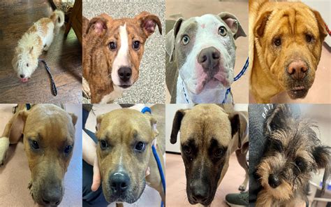 Sc mugshots 2018.  Online arrest records.  3.  2.  Midlands Pup Shots! Septe...