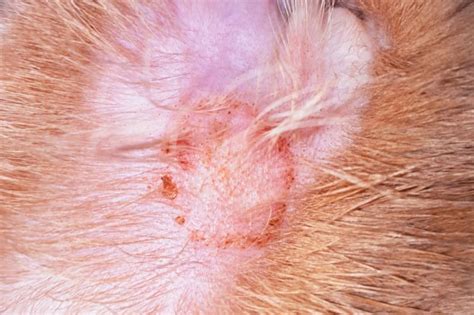 Scabby Cat Disease - VetInfo