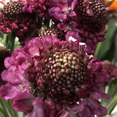 Dried Lavender - Wholesale Bulk Flowers - Cascade Floral