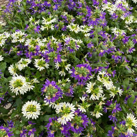 Scaevola - White Bombay – Fossil Creek Tree Farm