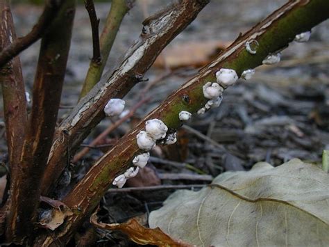 Scale on plants. Mar 23, 2012 ... Scale insects can infest and damage many of the plants we grow in our landscapes and indoors. They feed on the sap of plants, ... 