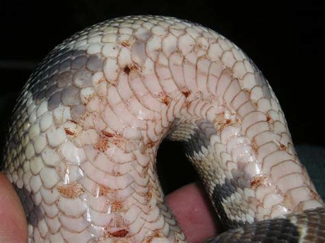 Scale rot. Scale rot is a common health problem in reptiles and Blue tongue skink is no exception. Scale rot is also known as Ulcerative/Necrotic Dermatititis, Ulcerative dermatitis, Bacterial abscesses. And in some cases, Blue tongue skink scale rot can be referred to as burns or abrasions aswell. 