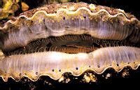 Scallop - New World Encyclopedia