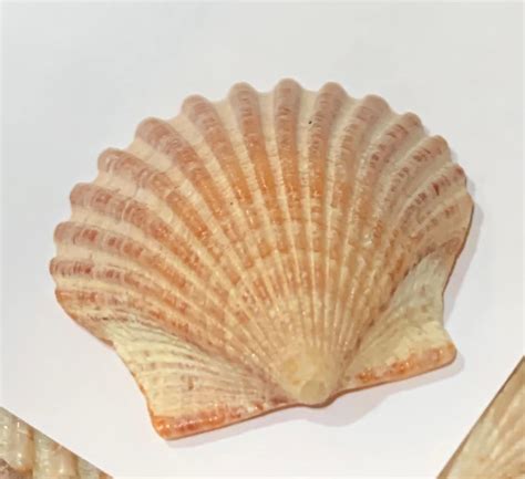 Scallop Seashells - Etsy