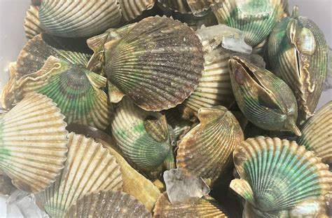 Scallop Season is Here! - Port Realty Group