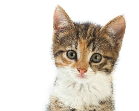 💋 [HD] Scalykitten Onlyfans Leak