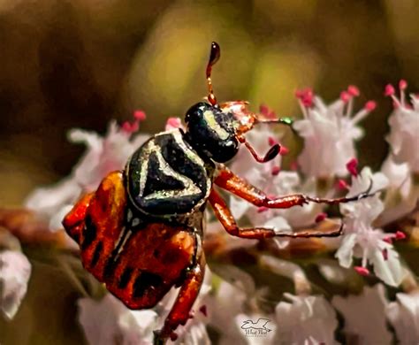 Scarab floranatolica.