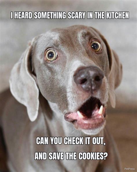 Scared dog meme. Things To Know About Scared dog meme. 