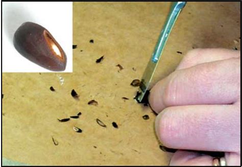 Scarification of seeds. Leave them to soak for 30–60 minutes. Remove the seeds from the vinegar and rinse them with purified water and baking soda to neutralize their acidity. Place the seeds back into the water until they begin to swell. Scarification methods are meant to be applied to seeds you intend to germinate immediately. 