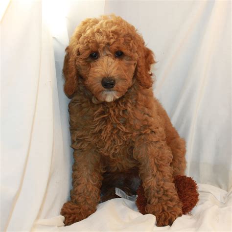 Red Poodles . Purchase Includes; Buying Puppies Online; Hypoallergenic Dogs; Teddy Bear; Black Poodles; Poodle Sizes . Moyen/Klein (18-22lbs) Miniature Poodles (10-15lbs) Oversize Toy Poodles (8-10lbs) Toy Poodles (5-7lbs) Tiny Toy (4-5 lbs) Teacup Poodles (3.5 – 4lb) Tiny Teacup (3.5lbs and less) Pricing; Gallery . Videos; About; Reviews .... 