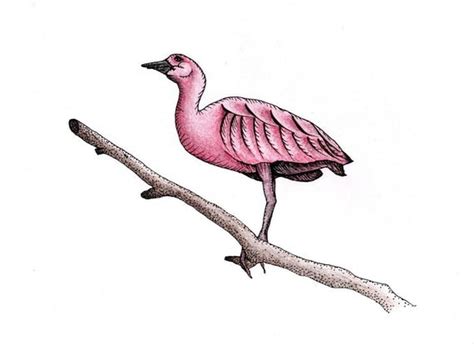 Scarlet Ibis Drawing - Etsy Singapore