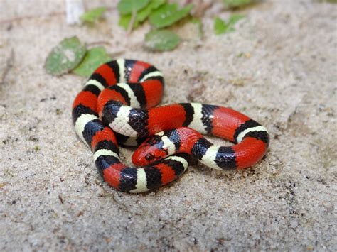Scarlet Kingsnake Lampropeltis triangulum elapsoides On the road at night in SE Georgia. Field guides say that this snake is common, but secretive, due to its "semisubterranean lifestyle" (Bartlett, Snakes of North America, Eastern and Central Regions). This is the first one I've seen. I lifted the snake up slightly to check that the …. 