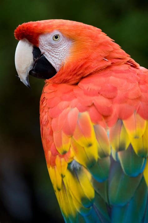 He placed it with all the other parrots in the genus Psittacus and coined the binomial name Psittacus ararauna. This macaw is now one of the eight extant species within the Ara genus, first proposed in 1799 by the French naturalist Bernard Germain de Lacépède. The genus name is from ará meaning "macaw" in the Tupi language of Brazil.. 